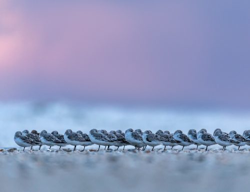 Naturerlebnis Amrum