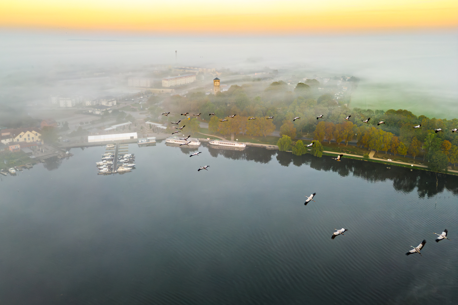 Röbel / Müritz – Luftaufnahme Kraniche