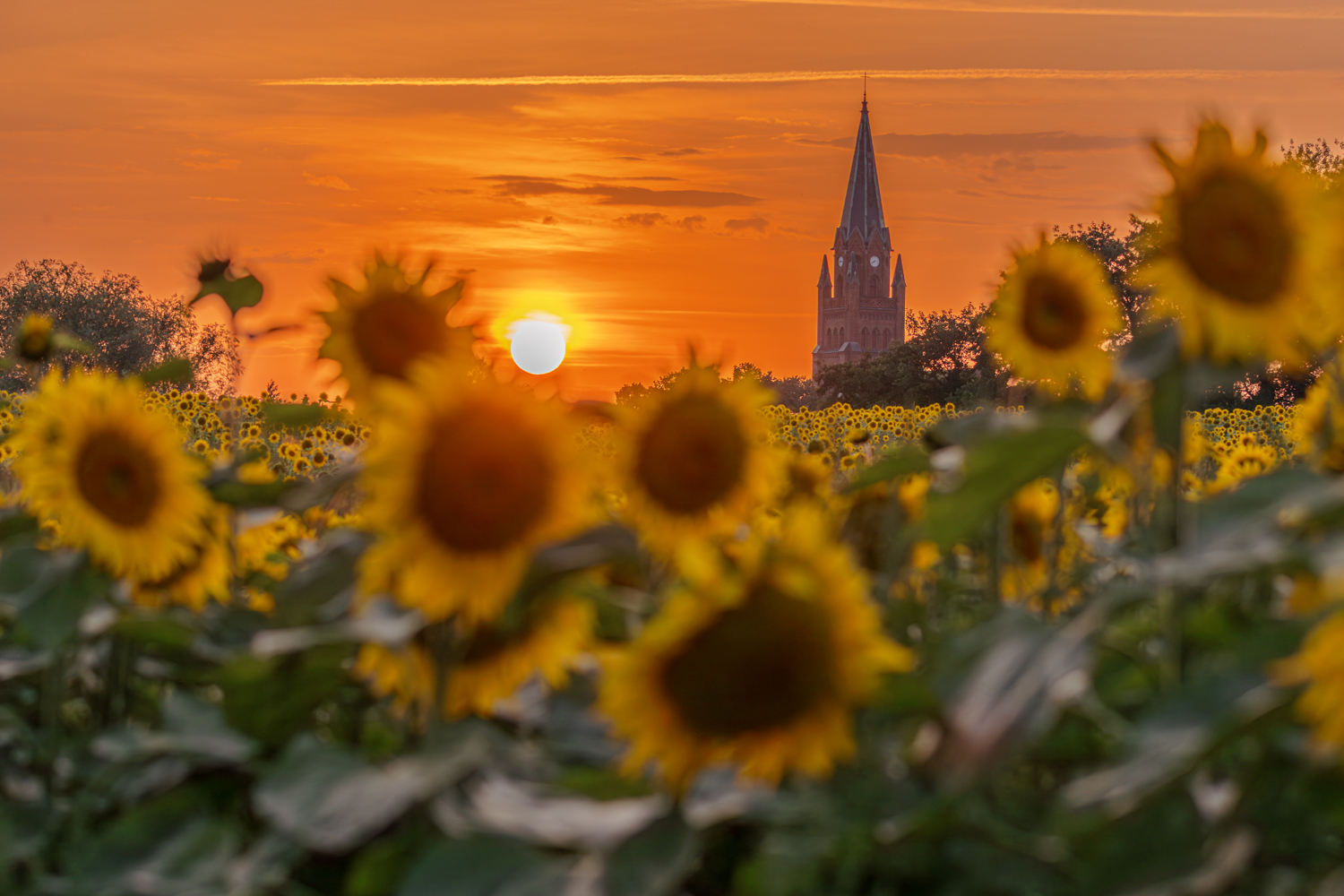 Röbel / Müritz – Sonnenblumen St. Marienkirche