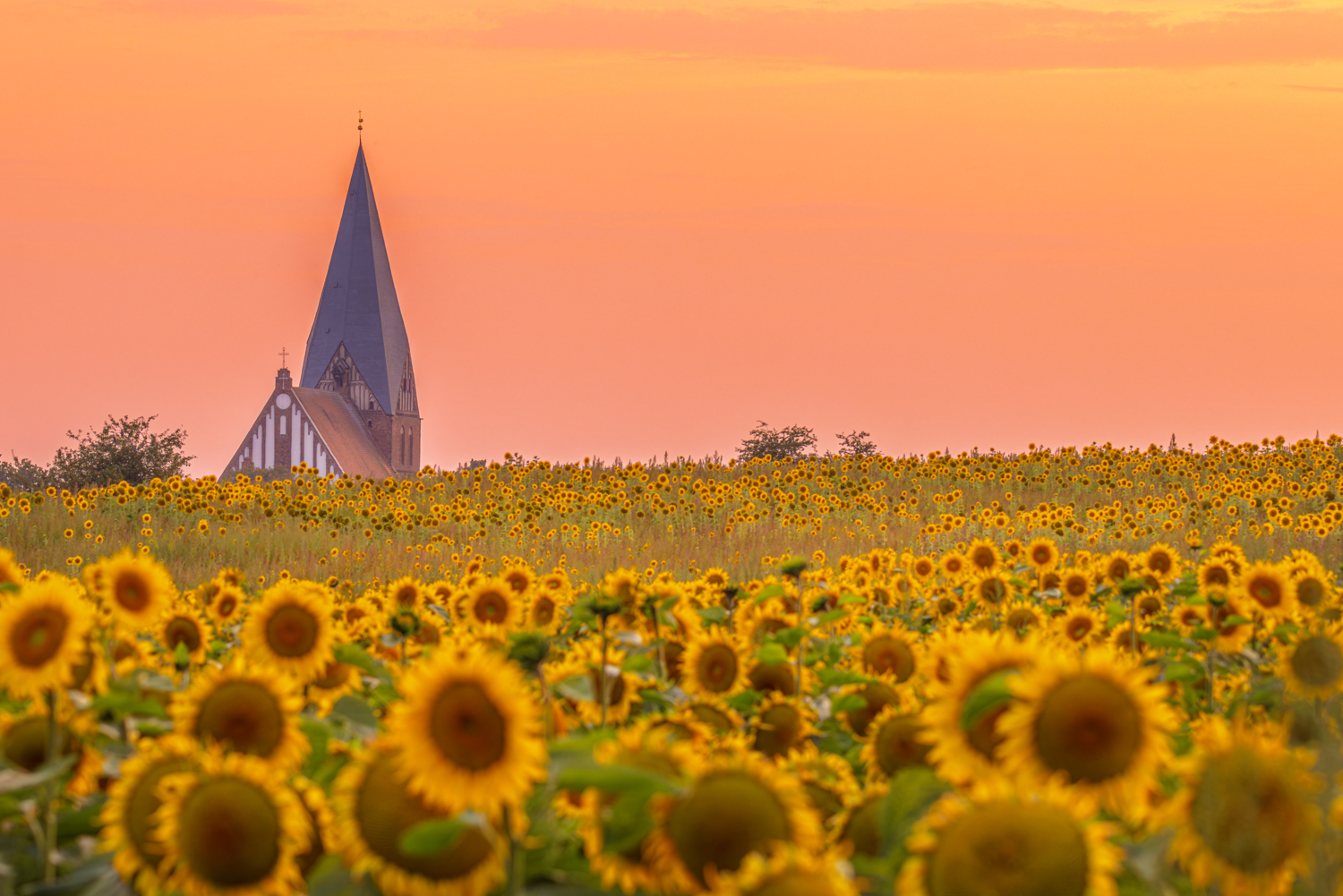 Röbel / Müritz – Sonnenblumen Nikolaikirche